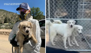 Pet rescue at center of seizure of over 300 pets in Lake Hughes pushes back on claims from LA county officials