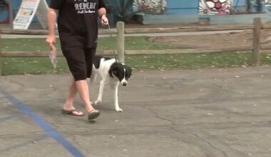 Los Angeles County shelters open Sunday to make room for over 300 pets seized from Lake Hughes property