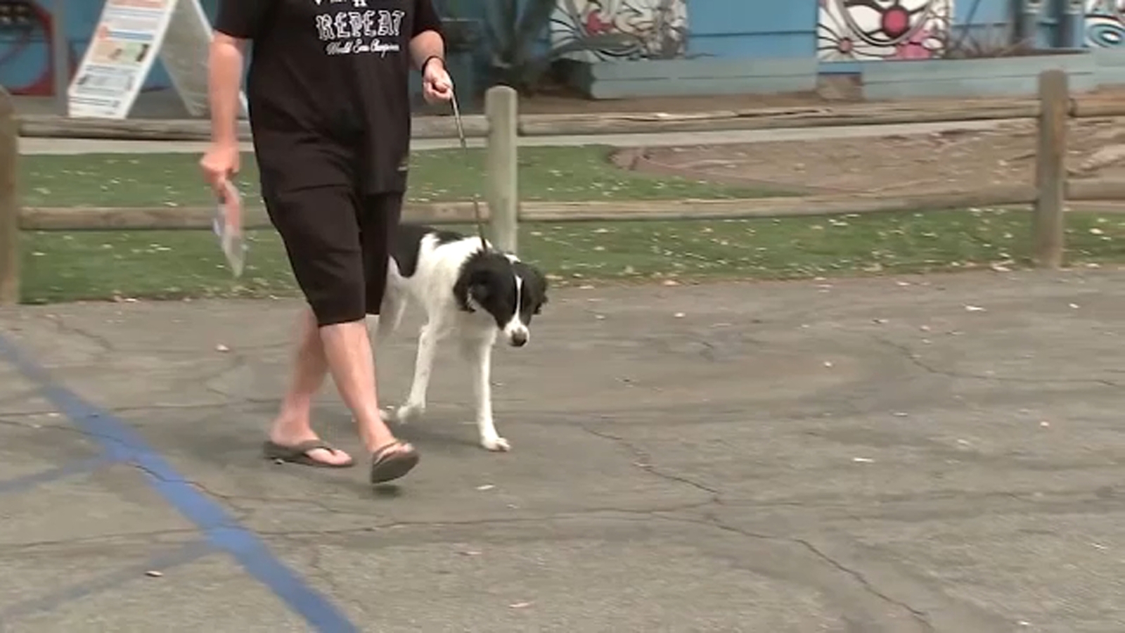 Los Angeles County shelters open Sunday to make room for over 300 pets seized from Lake Hughes property