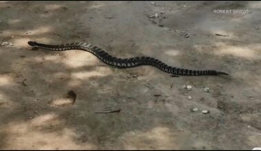 Second deadly rattlesnake bite on Southern California trail prompts warning. Everything you need to know