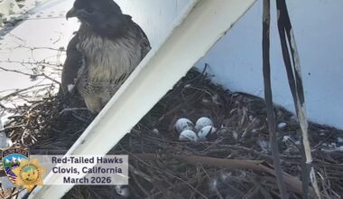 Red-Tailed hawks return to Old Town Clovis water tower