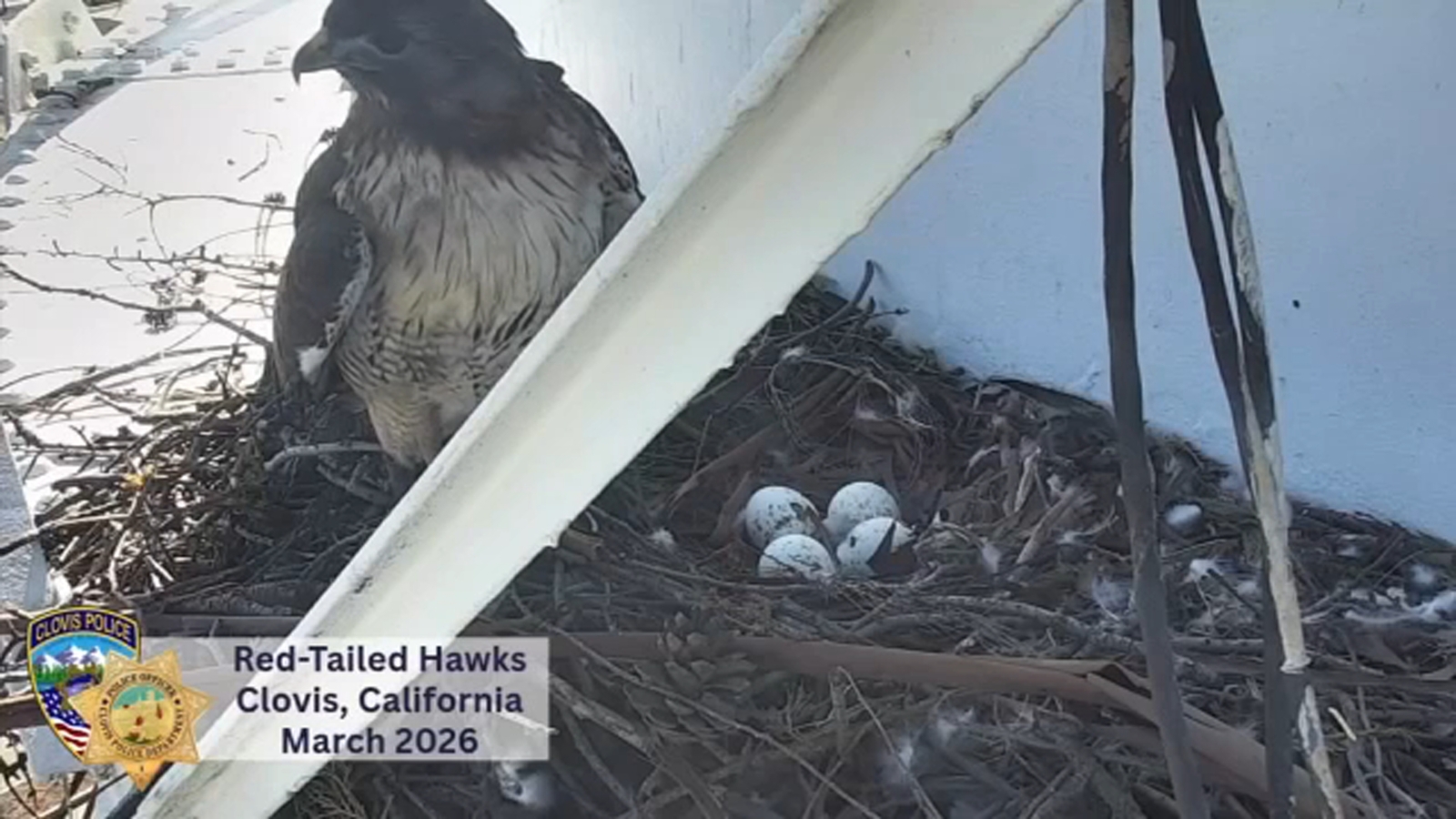 Red-Tailed hawks return to Old Town Clovis water tower