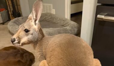 Baby kangaroo, Chesney, missing from Sunshine Farm in Necedah, Wisconsin