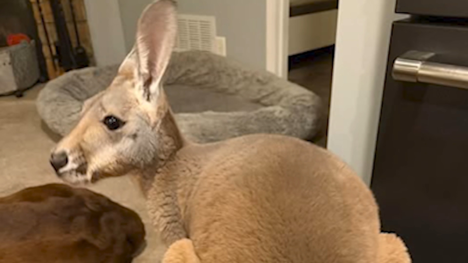 Baby kangaroo, Chesney, missing from Sunshine Farm in Necedah, Wisconsin
