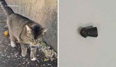 Multiple cats found with gunshot wounds in South Los Angeles, activists believe they were shot with pellet gun