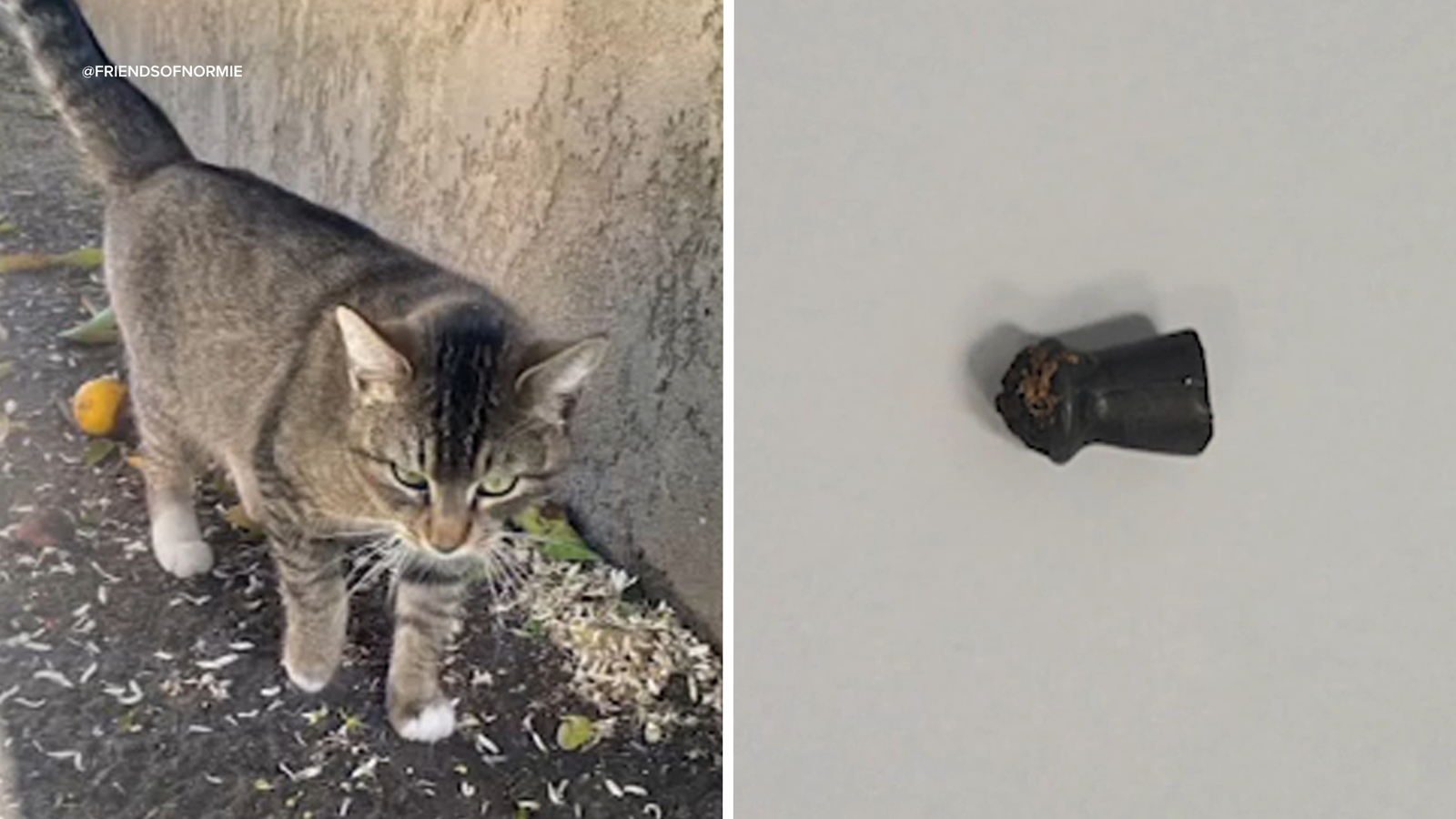 Multiple cats found with gunshot wounds in South Los Angeles, activists believe they were shot with pellet gun