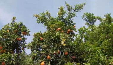 Crops growing on Fresno State Farm ahead of schedule amid warmer temperatures