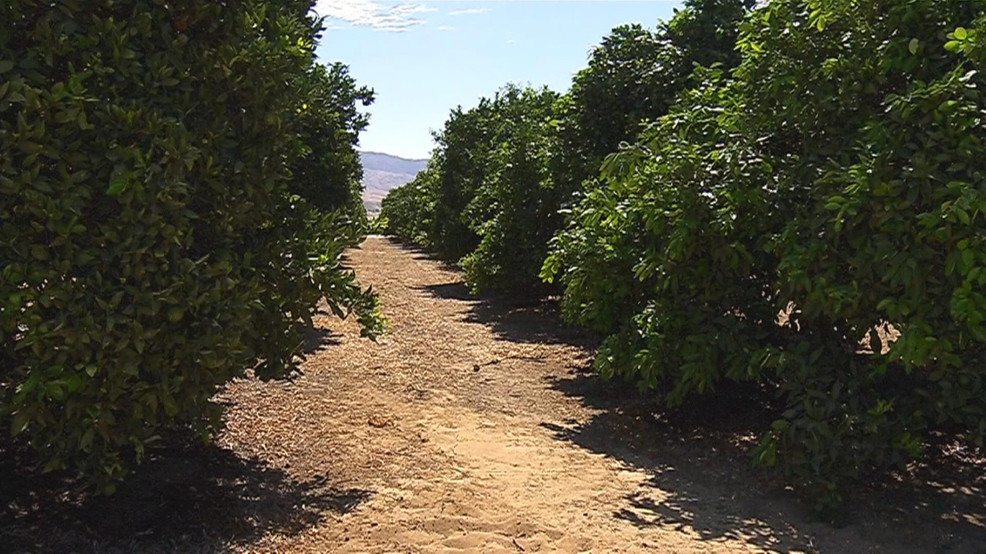A Kern County orchard is seen in a KBAK/KBFX file photo.