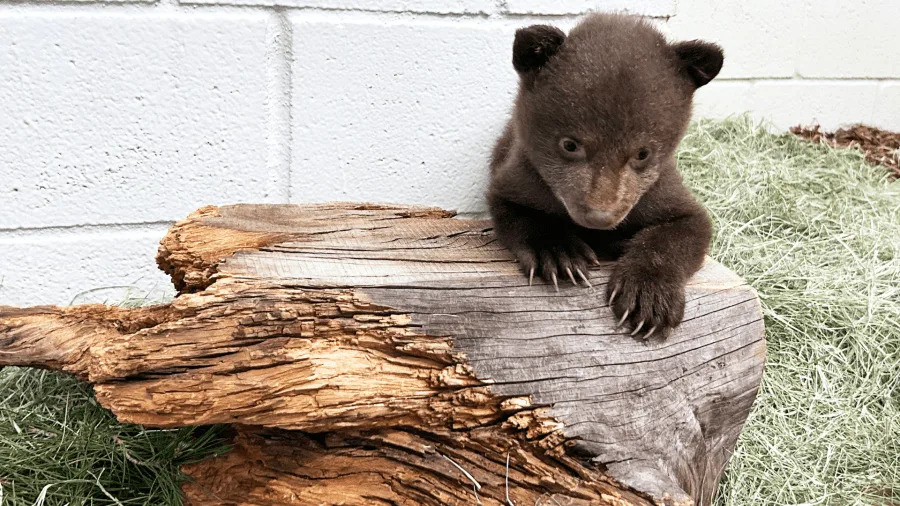 Bear cubs at wildlife facility in SoCal