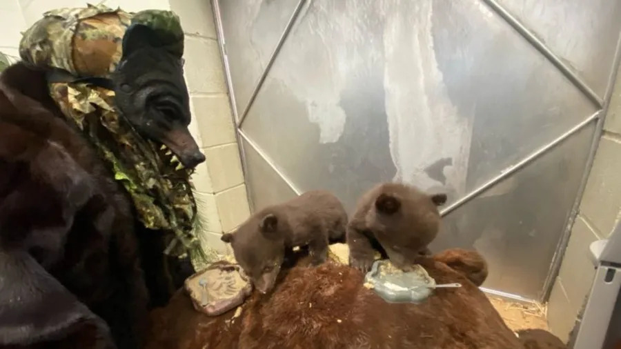 Bear cubs at wildlife facility in SoCal