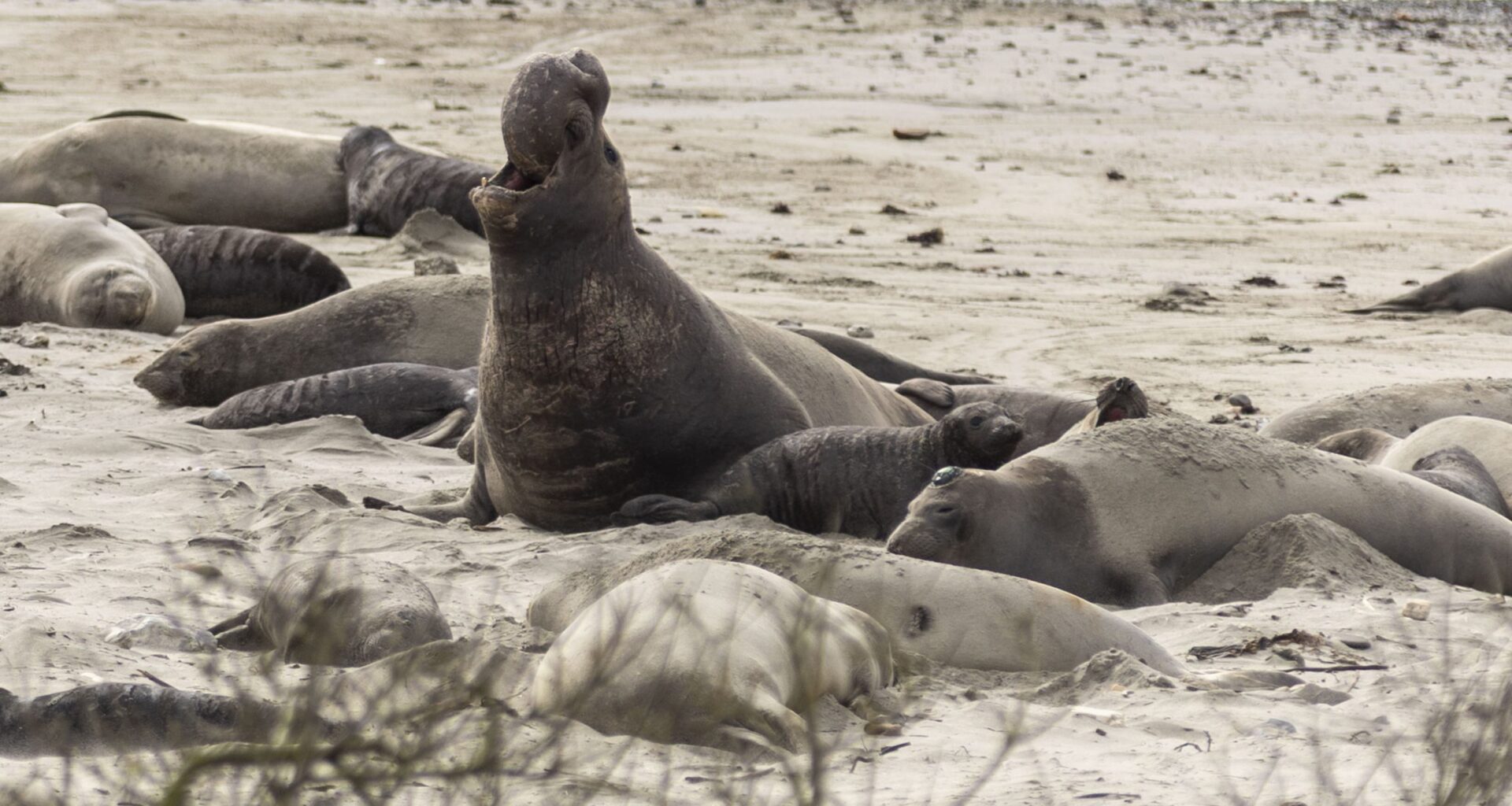 First confirmed cases of bird flu in California elephant seals stoke fear as virus surges worldwide
