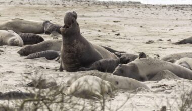 First confirmed cases of bird flu in California elephant seals stoke fear as virus surges worldwide