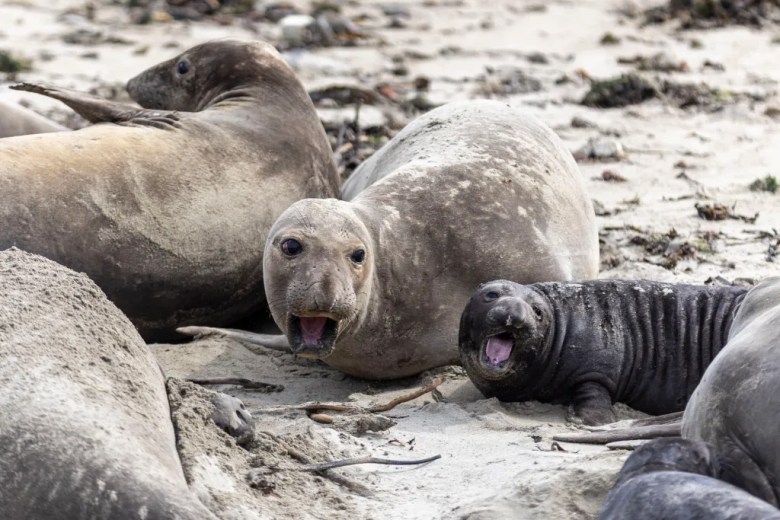 Elephant seals on a sandy beach, with one adult and a pup both with open mouths.