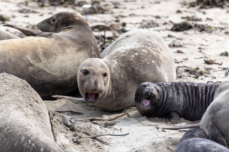 Elephant seals on a sandy beach, with one adult and a pup both with open mouths.