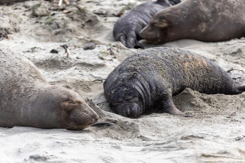 Seals resting on a sandy beach, covered in sand.