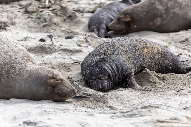 Seals resting on a sandy beach, covered in sand.