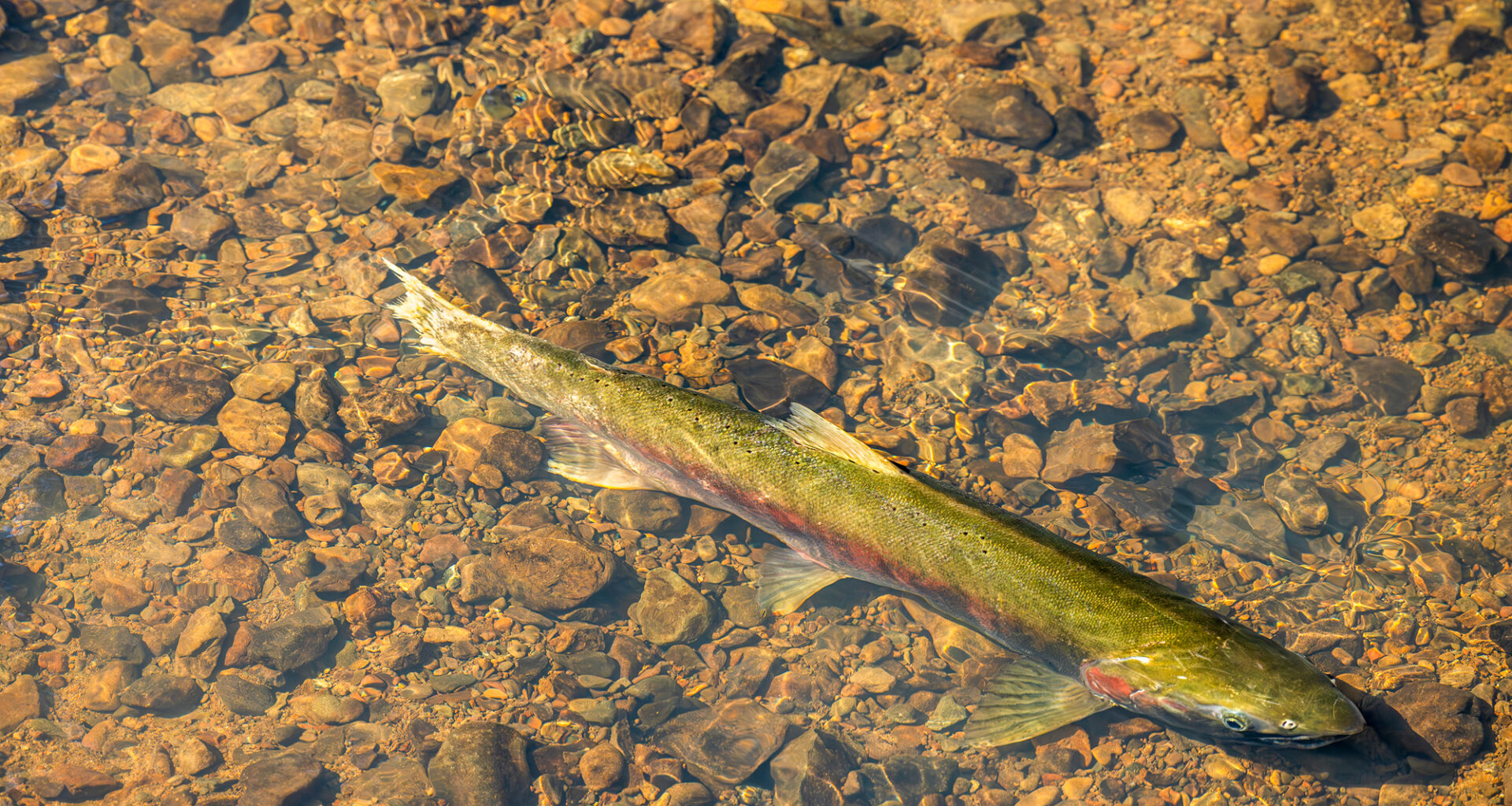 Record 30,000 Endangered California Coho Salmon Return to Mendocino Coast Rivers