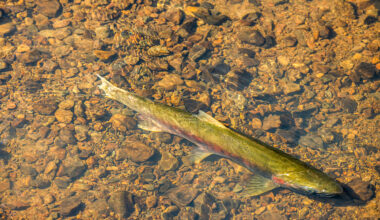 Record 30,000 Endangered California Coho Salmon Return to Mendocino Coast Rivers