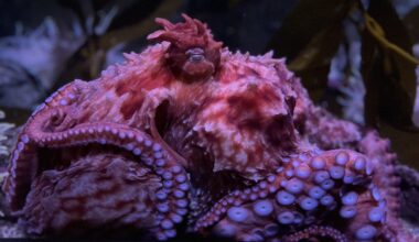 Aquarium of the Pacific’s playful and inquisitive octopus, Ghost, dies • Long Beach Post News