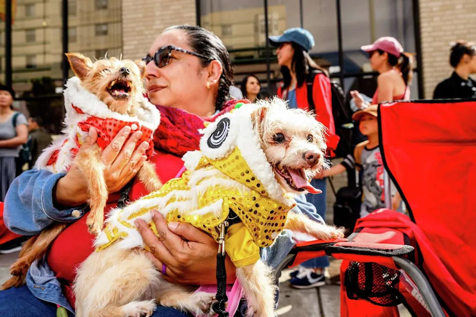 Lady, right, and Louie sport lion outfits while watching Saturday's Oakland Chinatown Lunar New Year Parade with owner Tina Ramos. (Noah Berger/For the S.F. Chronicle)