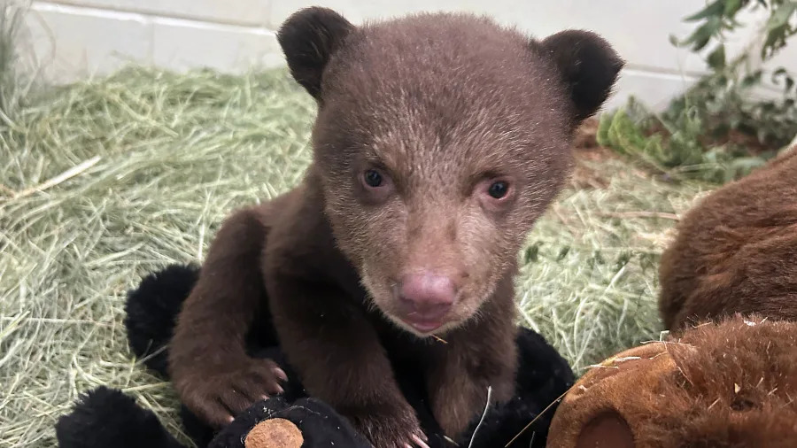 Bear cubs at wildlife facility in SoCal