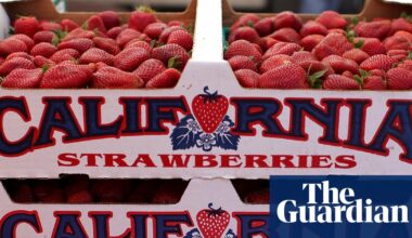 Toxic Pfas residue identified on 37% of California produce, new analysis finds | Pfas