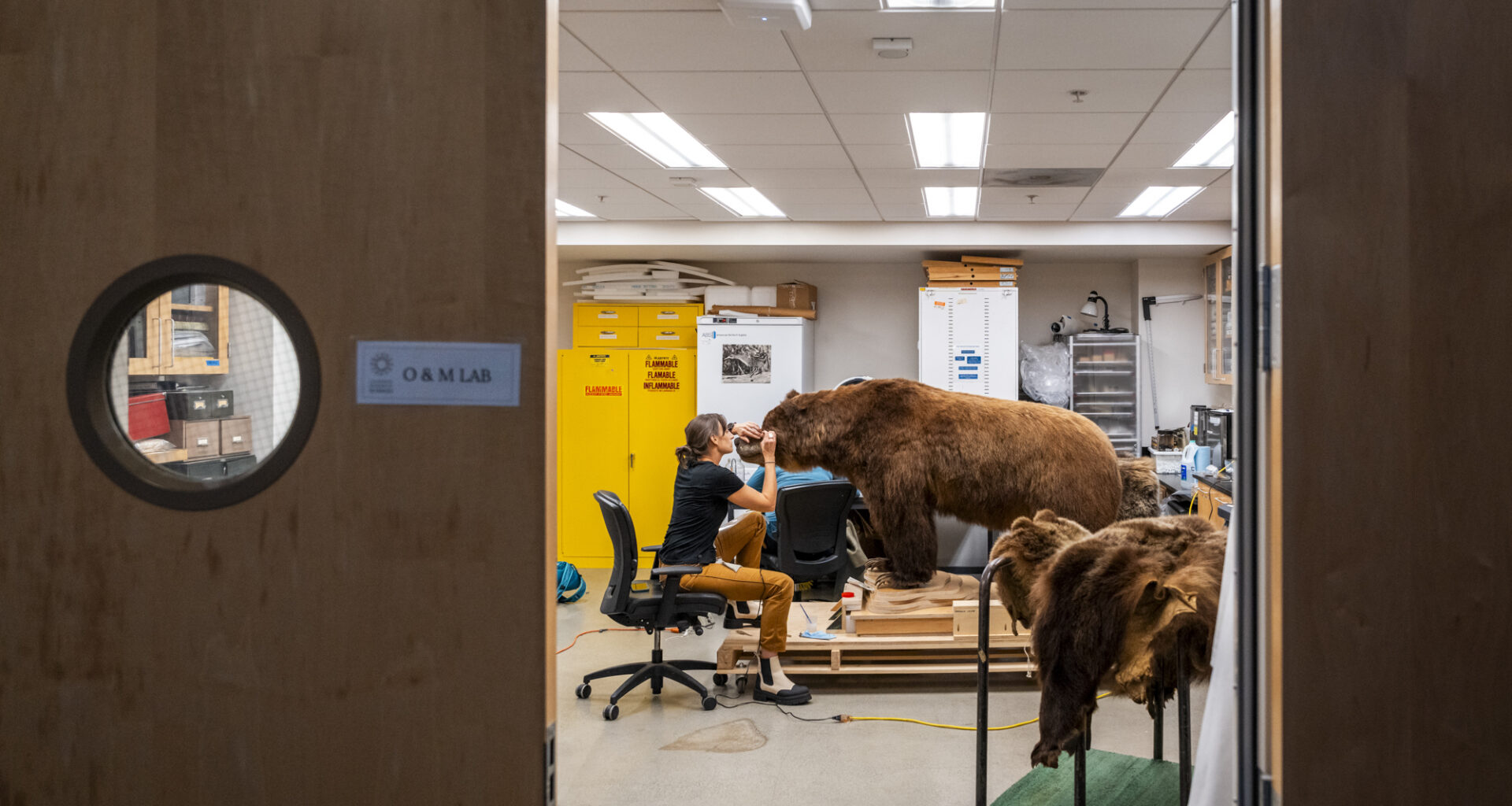 Who Is the Bear on the California Flag? A Story Bigger Than One Legend