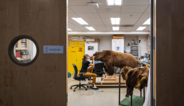 Who Is the Bear on the California Flag? A Story Bigger Than One Legend