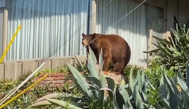 Los Angeles suburb outraged after local mama bear named Goldie is euthanized