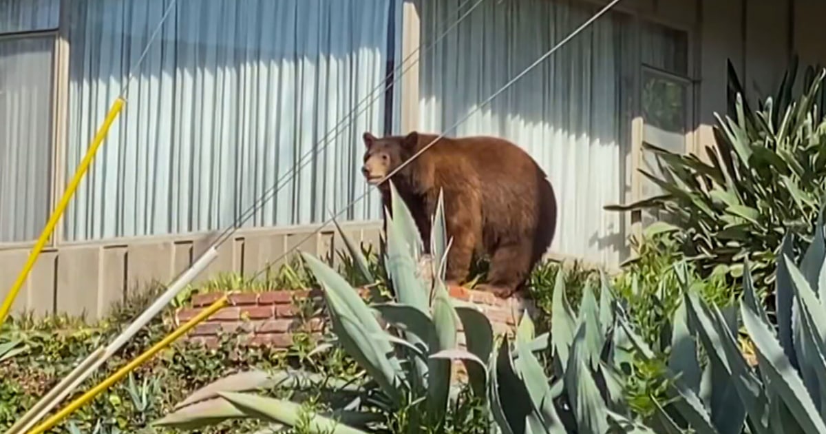 Los Angeles suburb outraged after local mama bear named Goldie is euthanized