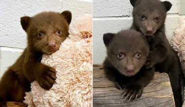 Twin Bear Cubs Move to California Rescue After Their Mother Is Euthanized Following 2 Public Safety Incidents