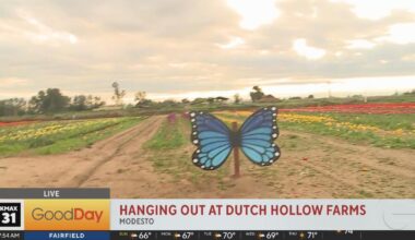 Bella Is at the Tulip fields