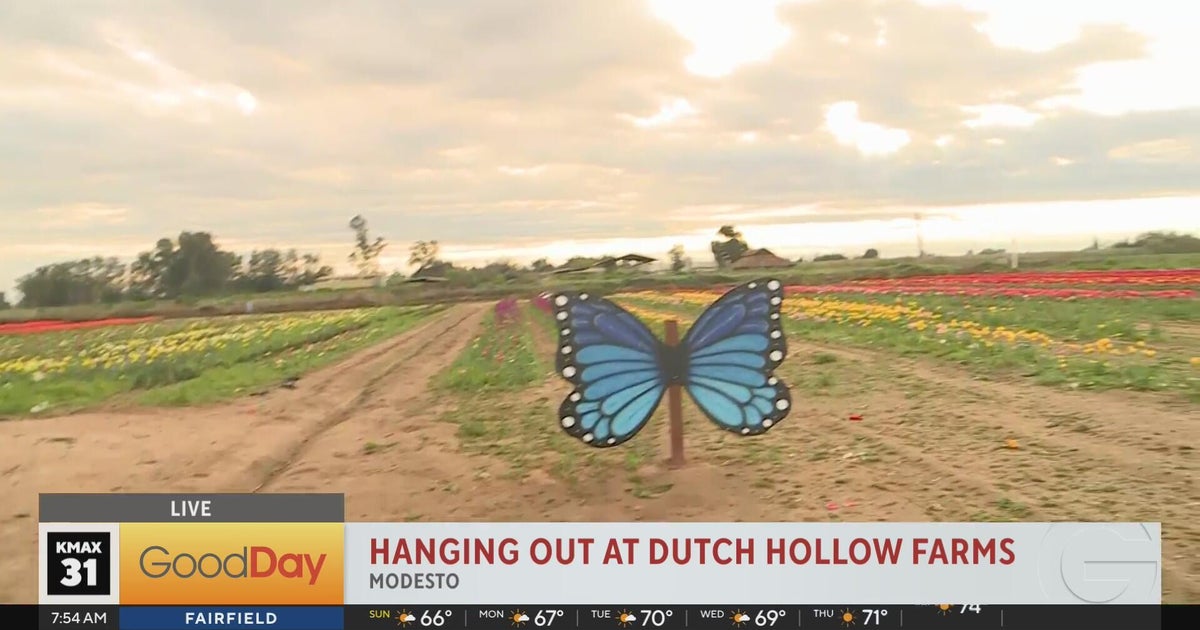 Bella Is at the Tulip fields