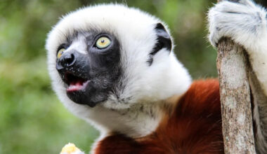 San Francisco Zoo Lemurs Have the Cutest Reaction To Receiving Their Own Punch Stuffy