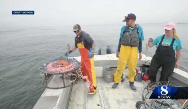 California crab fishermen required to use new gear to protect whales