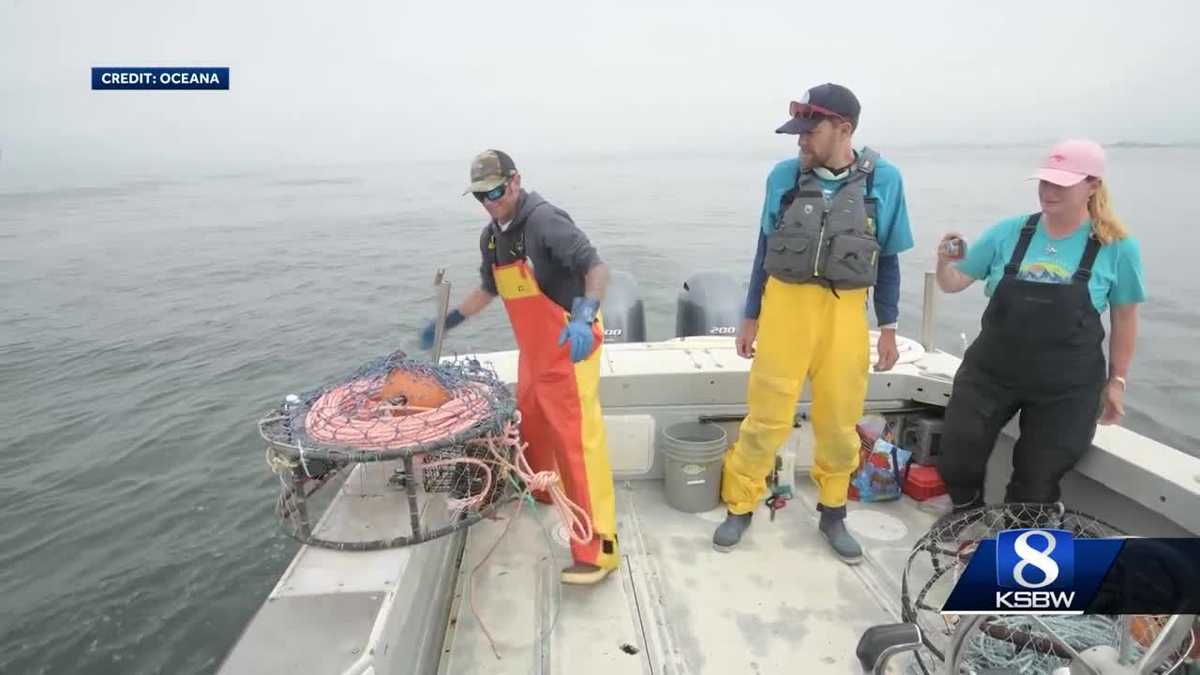 California crab fishermen required to use new gear to protect whales
