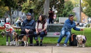 Dogs in Sacramento CA: What are most popular breeds in city?