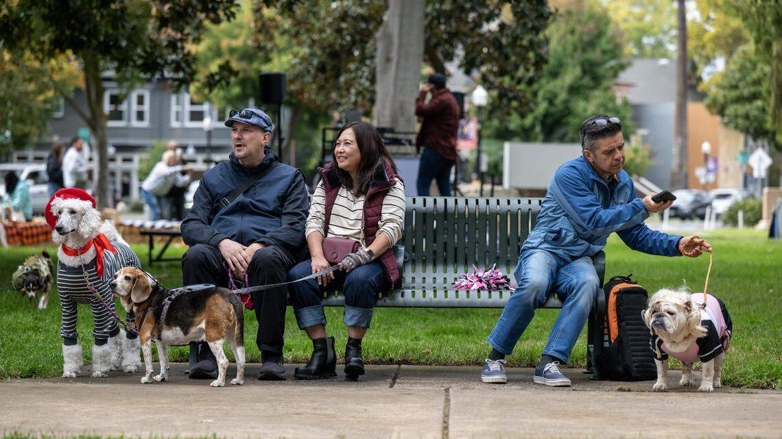 Dogs in Sacramento CA: What are most popular breeds in city?