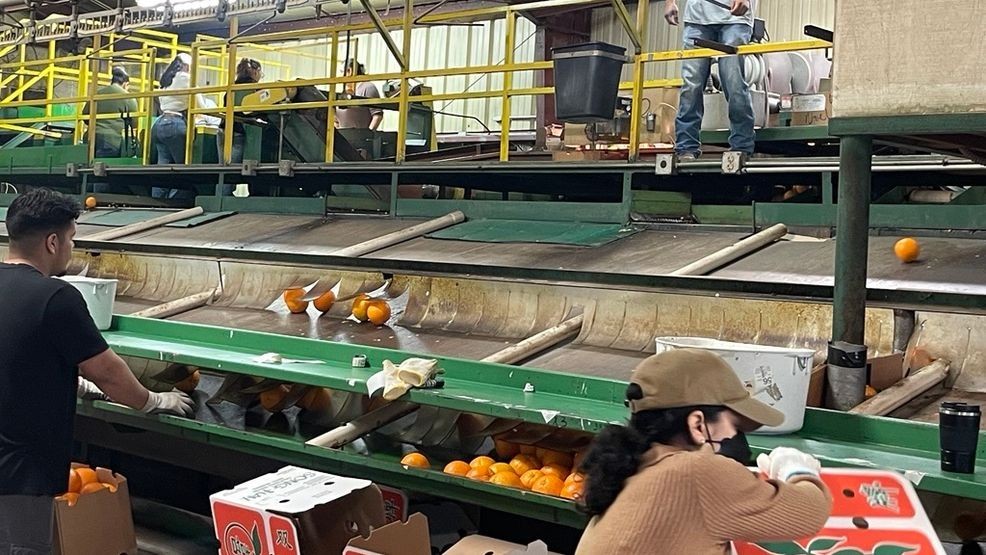 Navel oranges getting prepared to be covered with bees waxed and packaged PHOTO: KBFX{p}{/p}