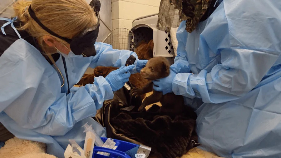 Bear cubs at wildlife facility in SoCal
