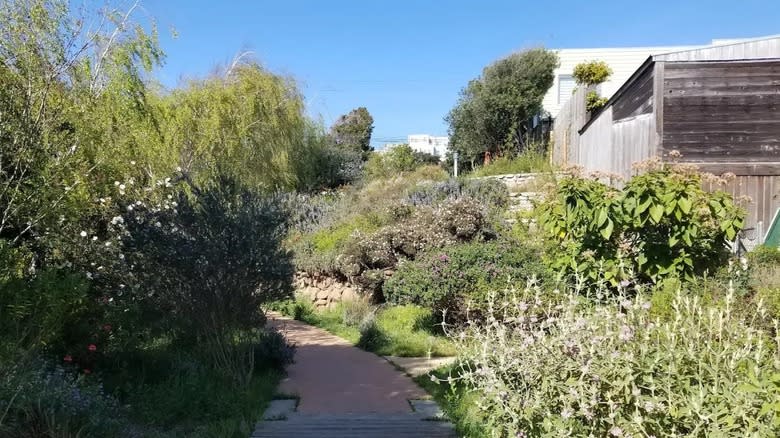 A path winds through an urban garden filled with California native plants in Visitacion Valley, San Francisco.