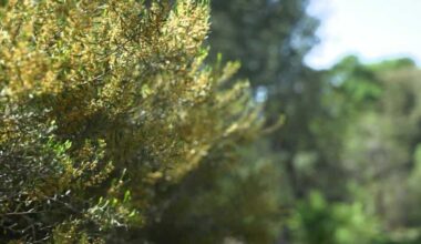 Warm weather brings early start to allergy season in Sacramento area