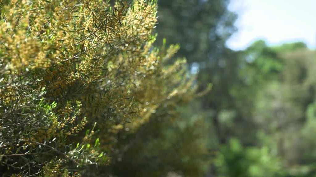 Warm weather brings early start to allergy season in Sacramento area