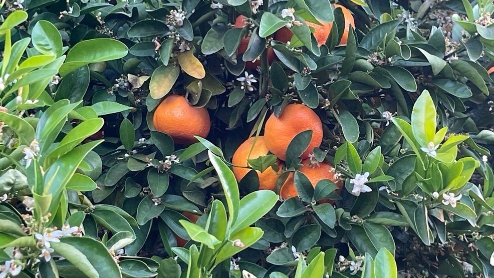 Spring has sprung and the navel oranges and blooming at the California Fruit Depot PHOTO: KBFX{p}{/p}