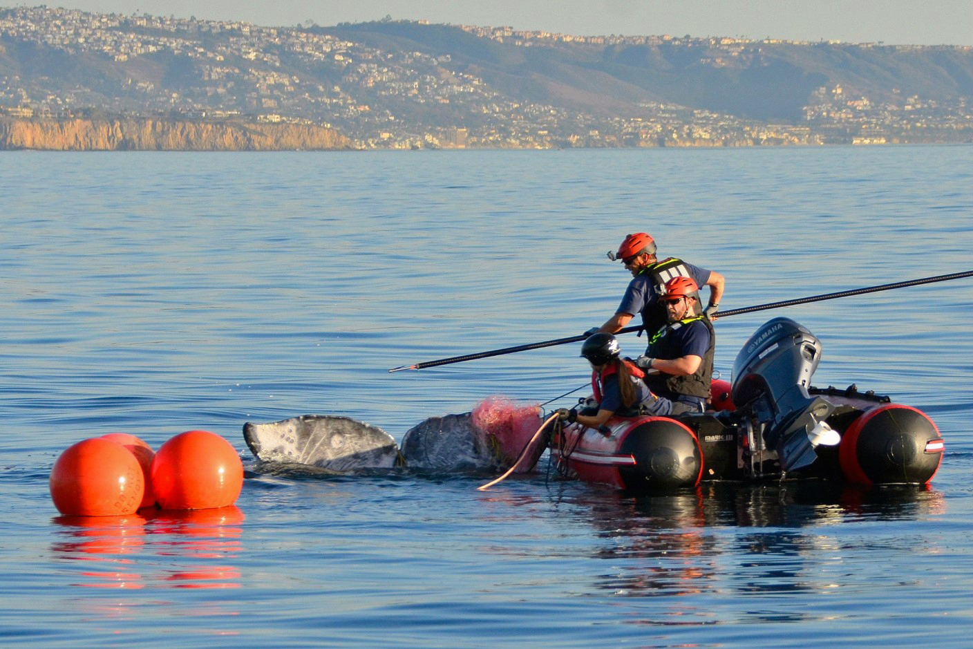 Whale entanglements in fishing gear surge off West Coast during heat waves