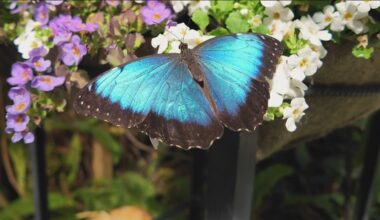 Butterfly Jungle returns to the San Diego Zoo Safari Park