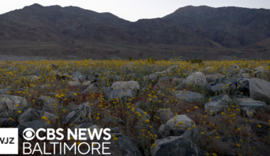 Visitors flock to Death Valley National Park in California and Nevada for rare superbloom