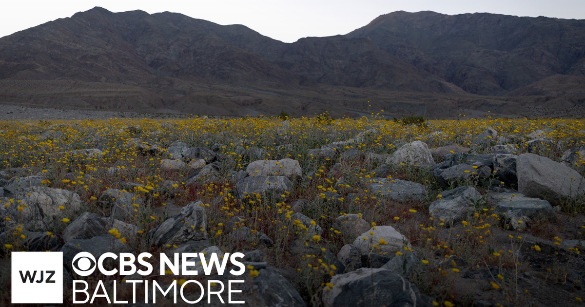 Visitors flock to Death Valley National Park in California and Nevada for rare superbloom