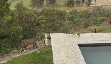 Early heat wave brings wildlife out across San Diego County