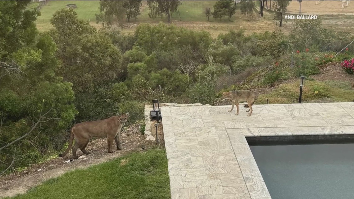 Early heat wave brings wildlife out across San Diego County